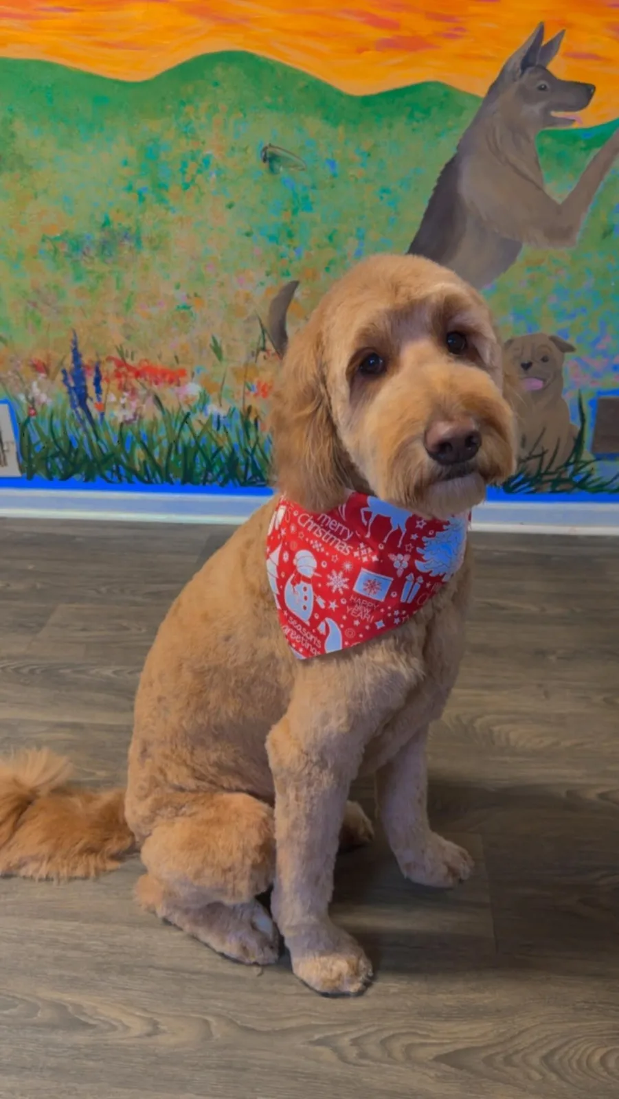 An apricot doodle in a red bandana in front of the mural