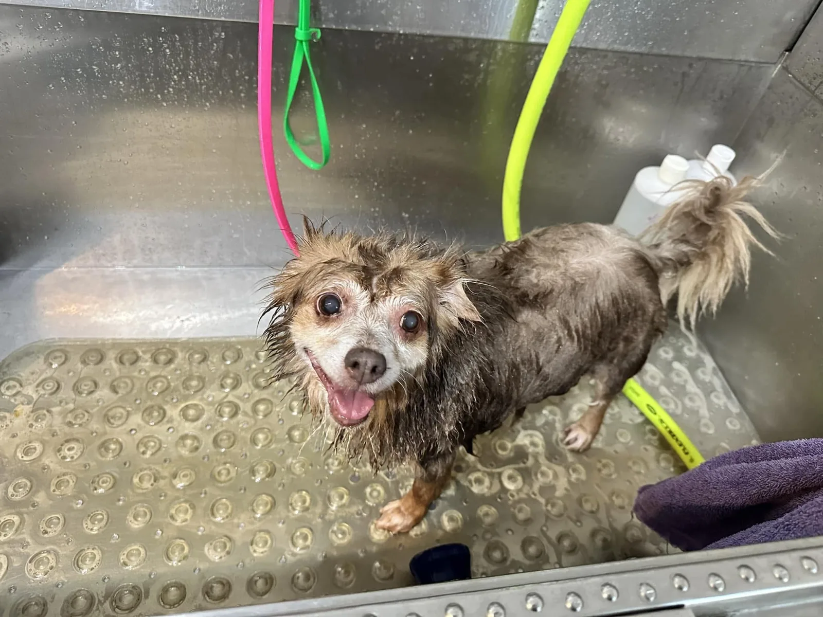 A wet, sudsy little dog in the grooming tub