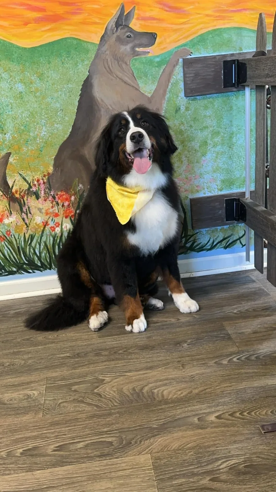 A Bernese mountain dog in a yellow bandana by the picket fence