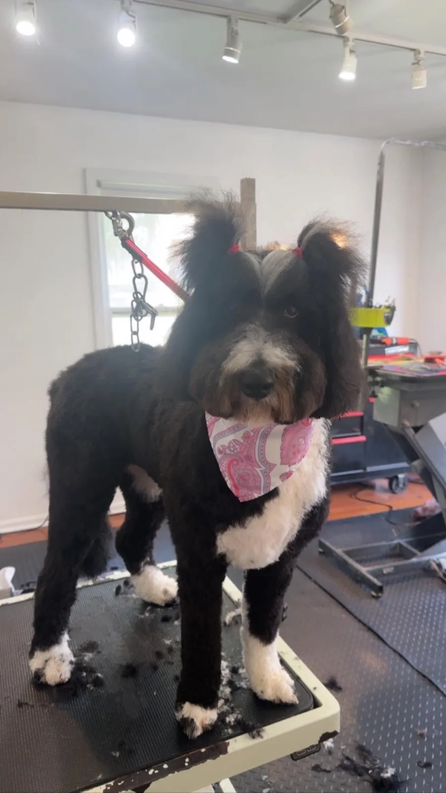 A black doodle on the grooming table after a tidy-up