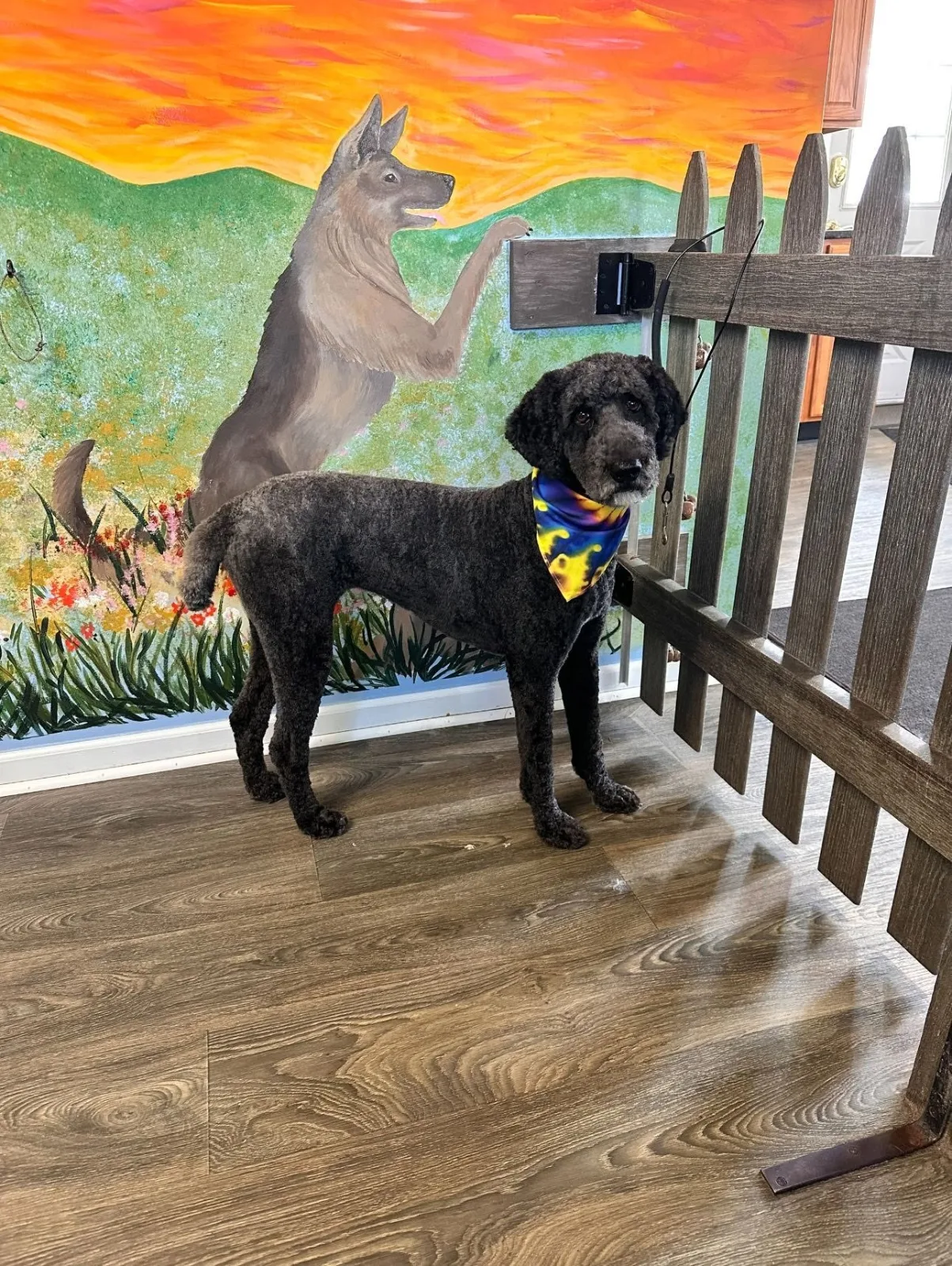 A black poodle mix in a bandana by the picket fence