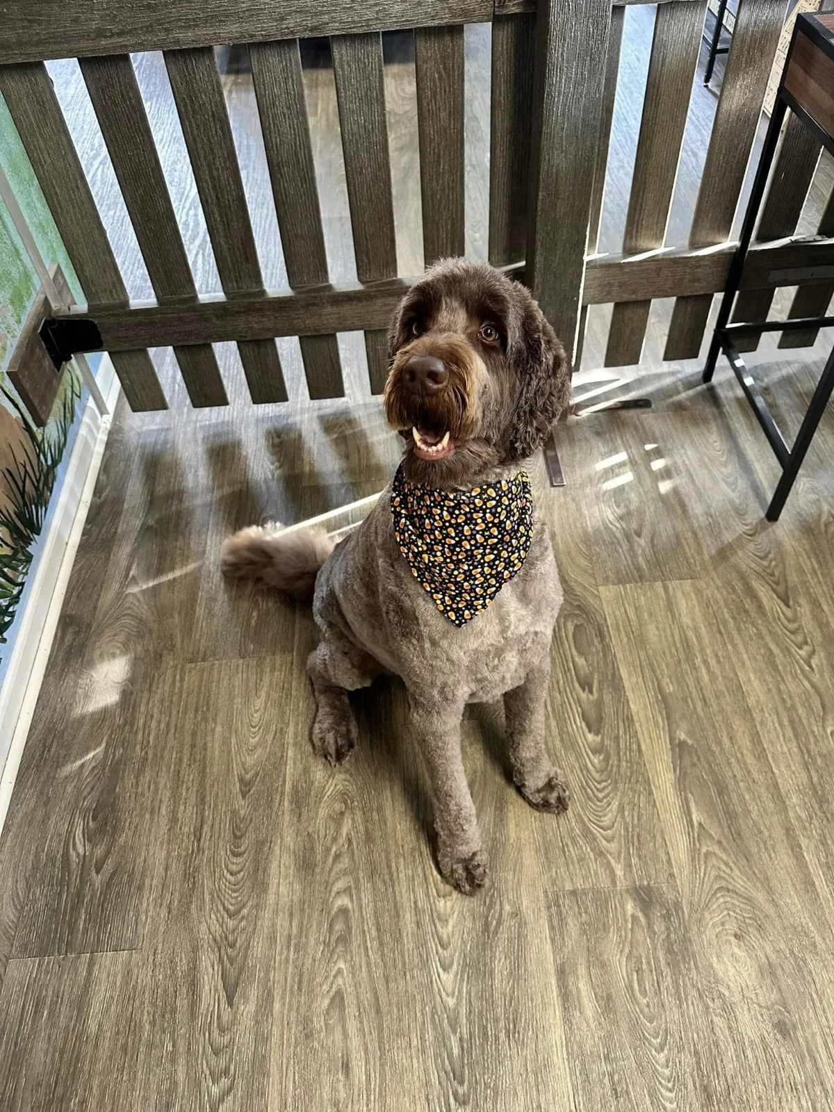 A brown doodle in a leopard-print bandana by the fence