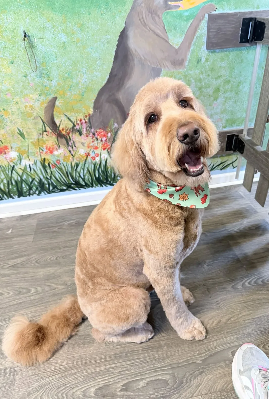 A doodle with a fresh teddy-bear cut, sitting by the mural