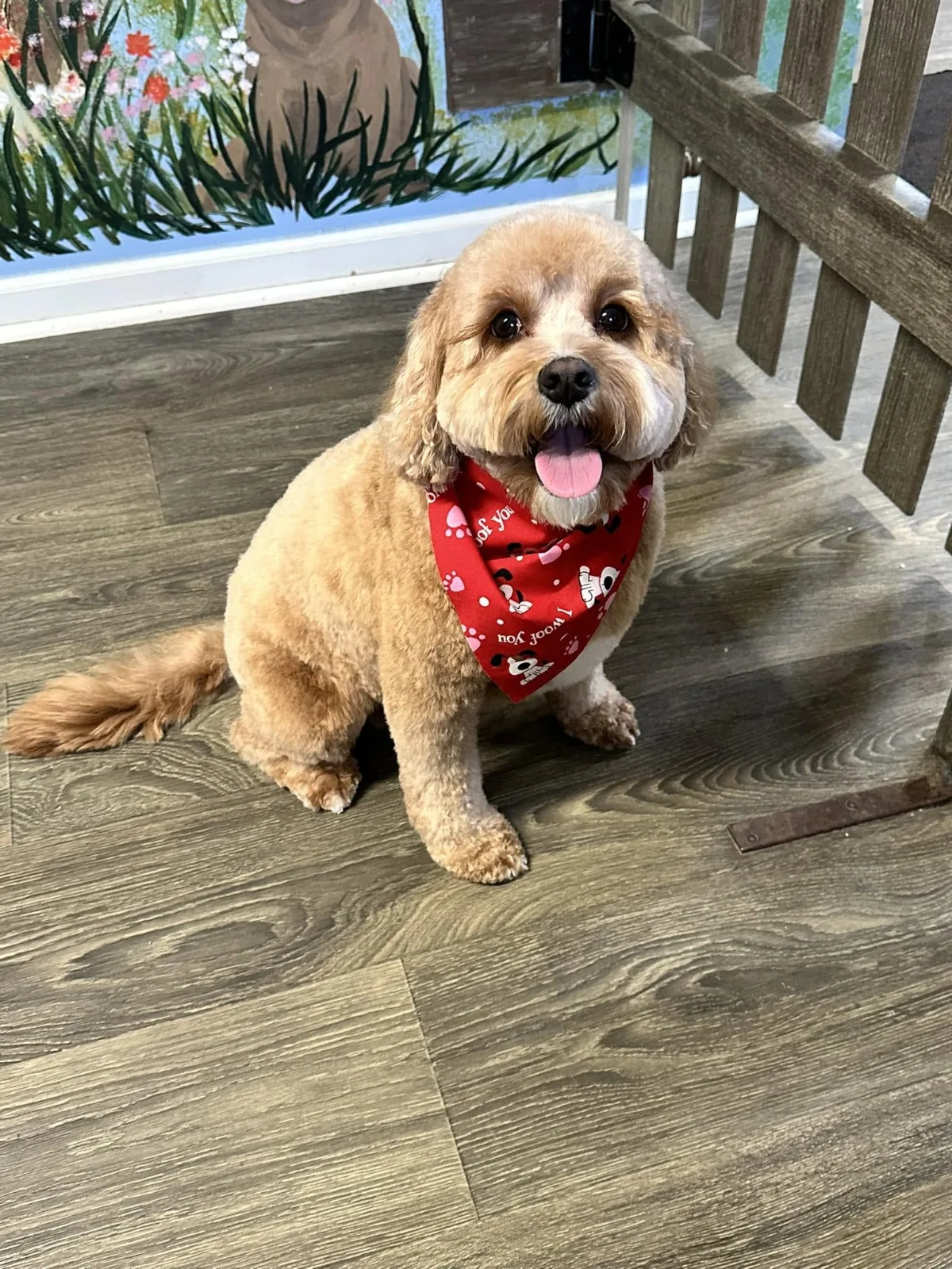 A freshly groomed doodle in a red bandana, sitting in front of the painted mural