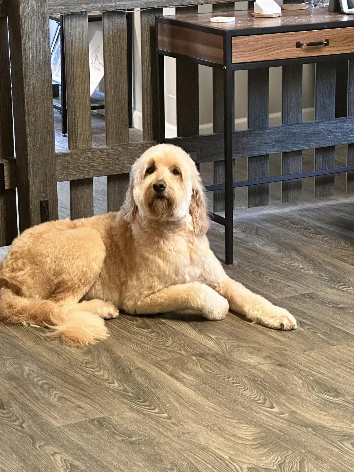 A golden doodle lying on the floor after a groom