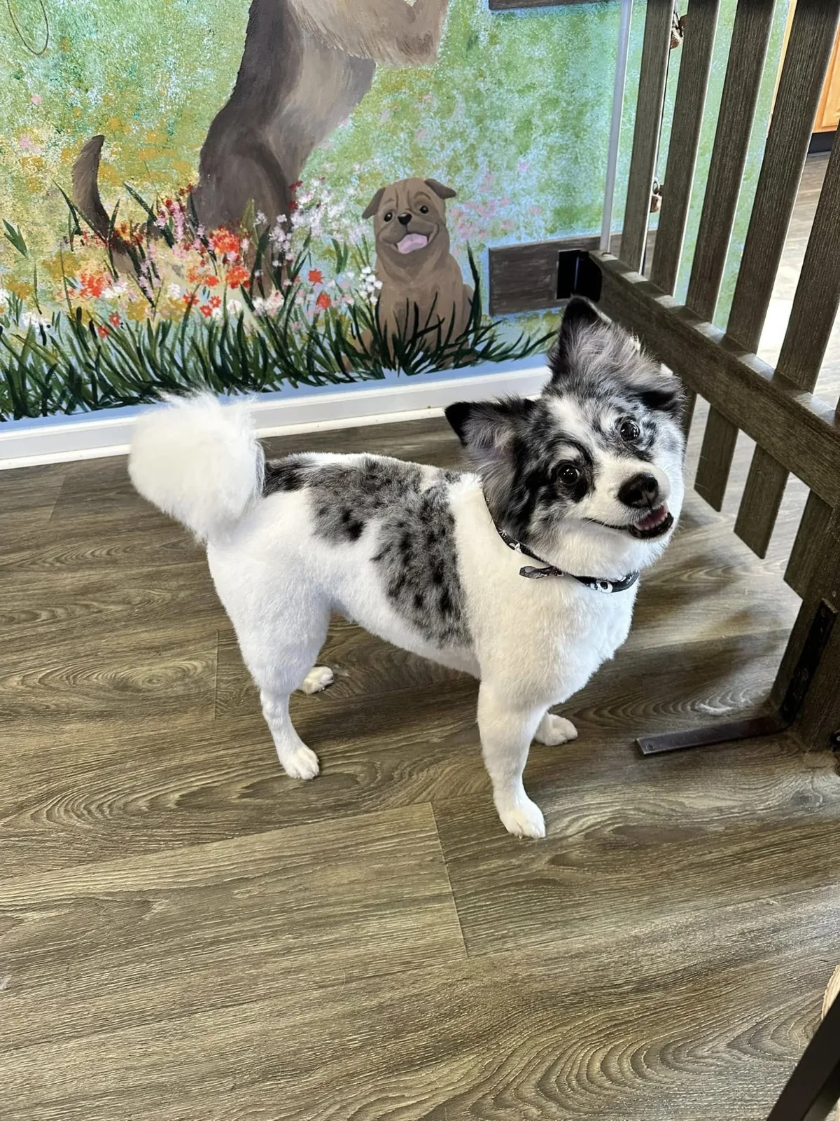 A merle dog with a fluffy tail in front of the mural