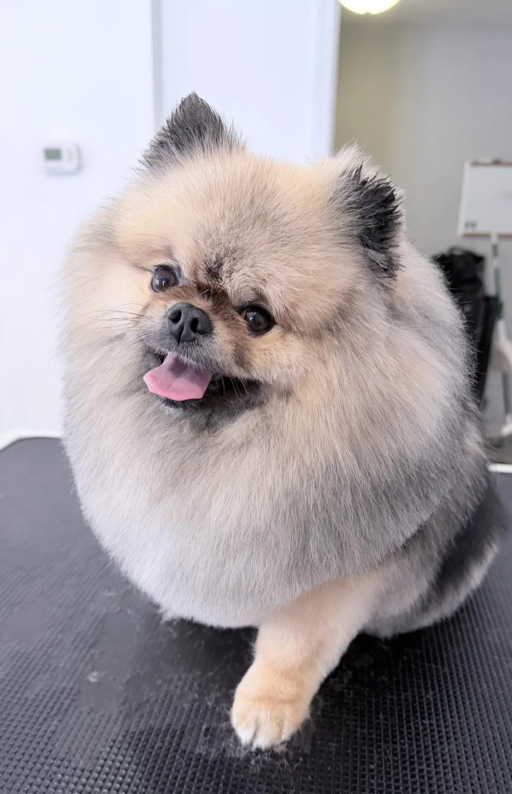 A fluffy Pomeranian on the grooming table