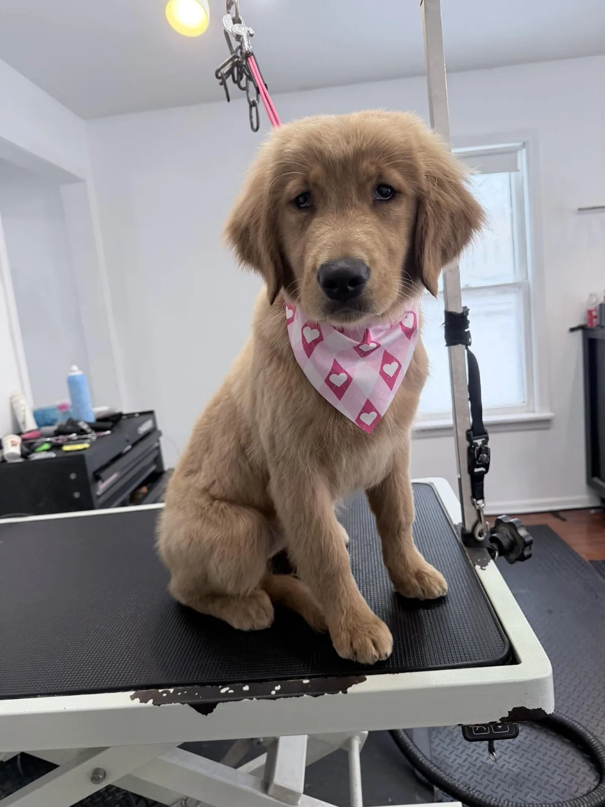 A golden retriever puppy in a pink bandana on the grooming table