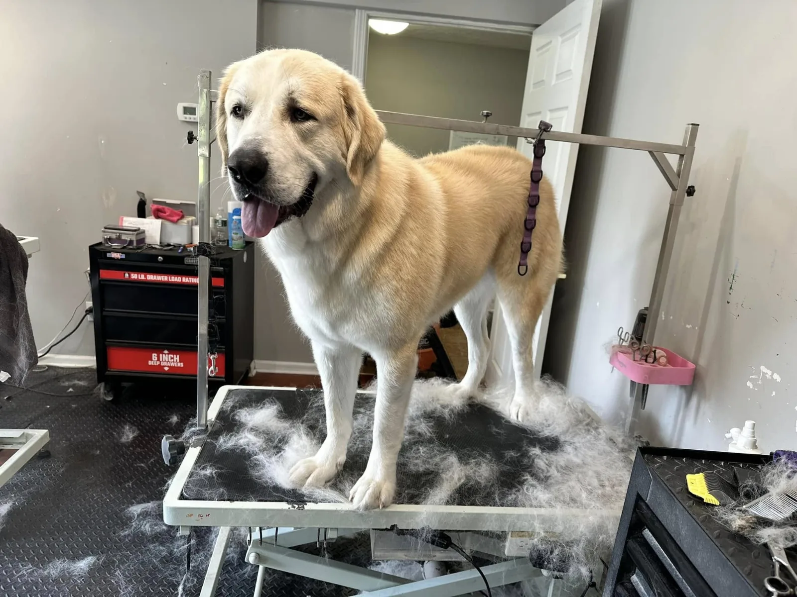 A Great Pyrenees on the grooming table, with the grooming room behind