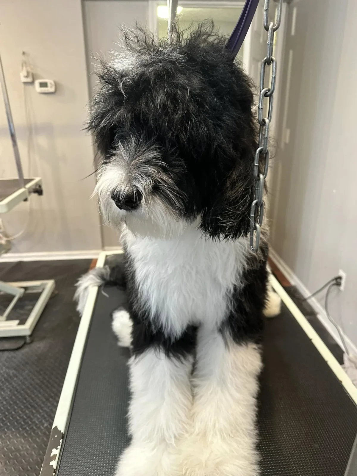 A black and white sheepadoodle standing on the grooming table after a haircut
