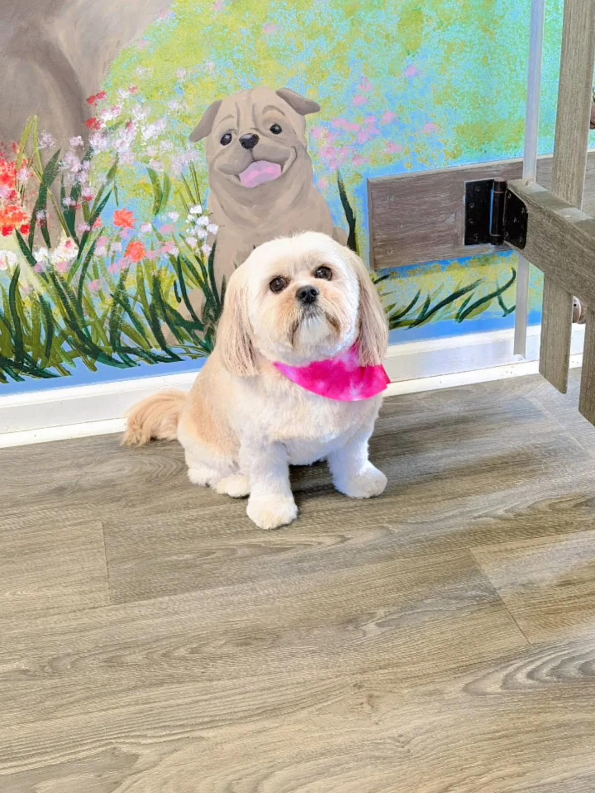 A cream shih tzu with a pink bow, sitting by the mural
