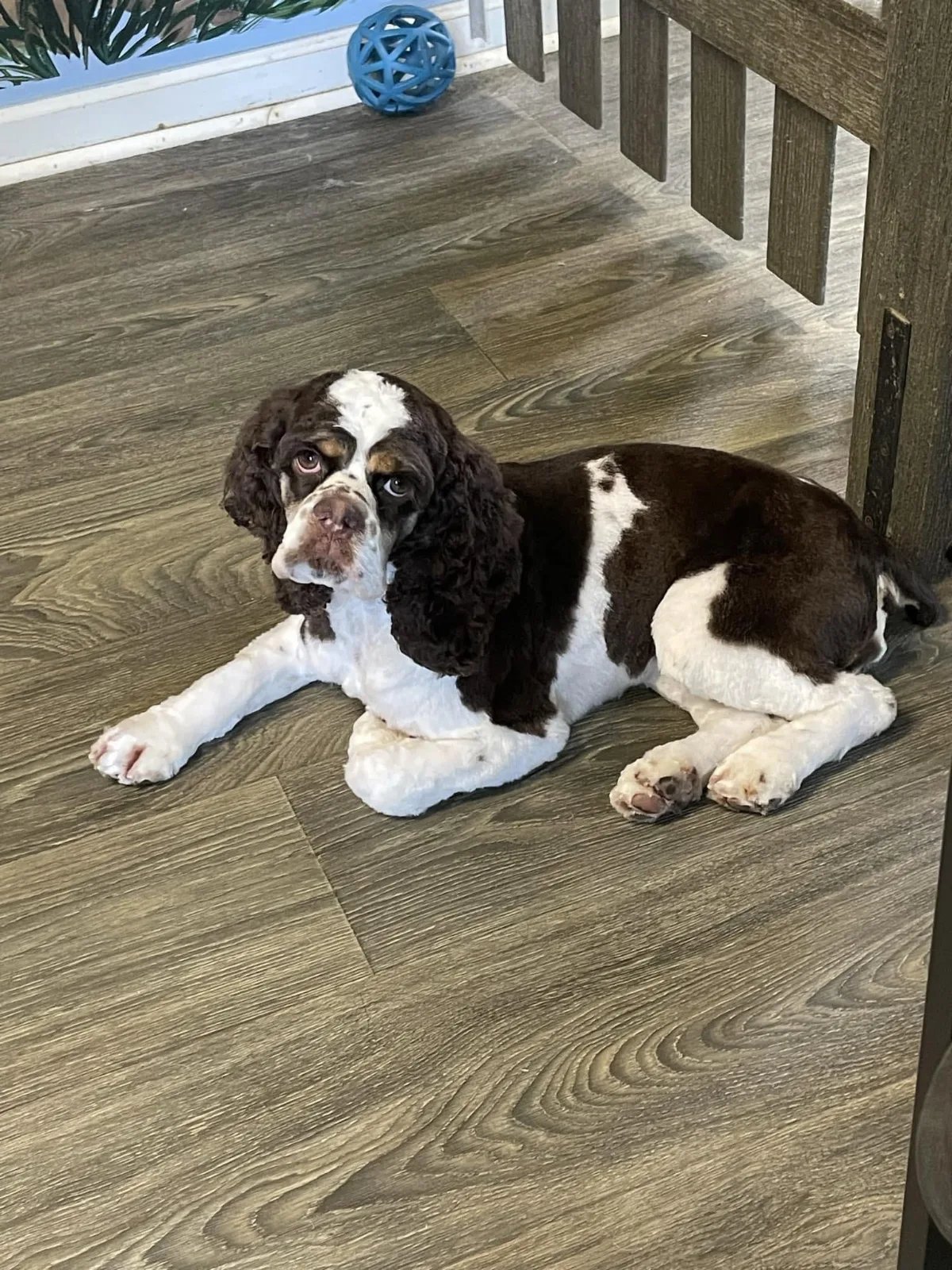 A liver and white spaniel lying on the floor after a groom